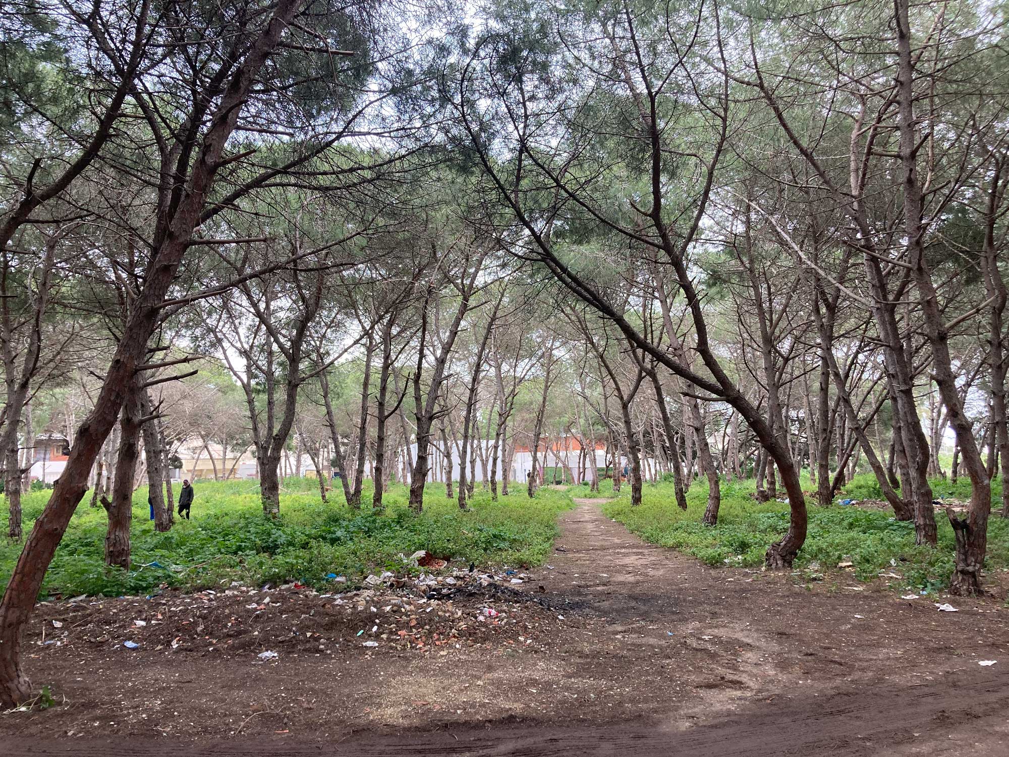 The Forest Behind the Studio